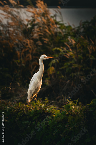 great white heron