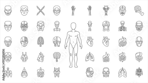 Human Anatomy & Organ Systems Vector Icon Set – Editable Stroke.