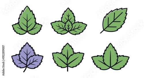 Mint leaf Line art flat abstract color vector