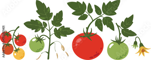  Cherry Tomato Outline Icons  Plant, Fruit & Flower Elements