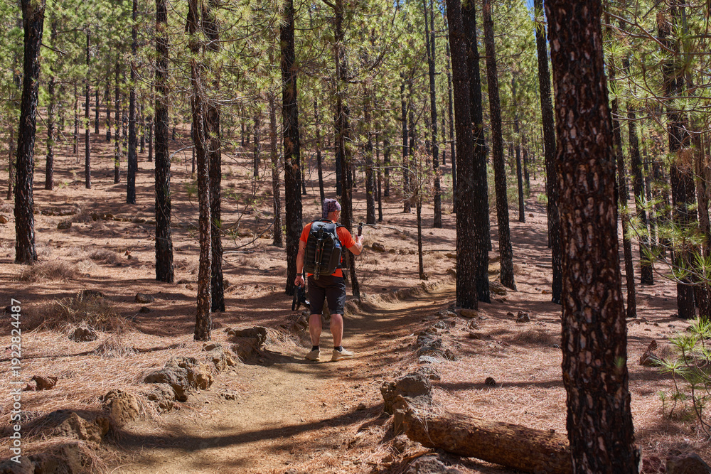 Fototapeta premium Man filming while hiking Canary pine forest