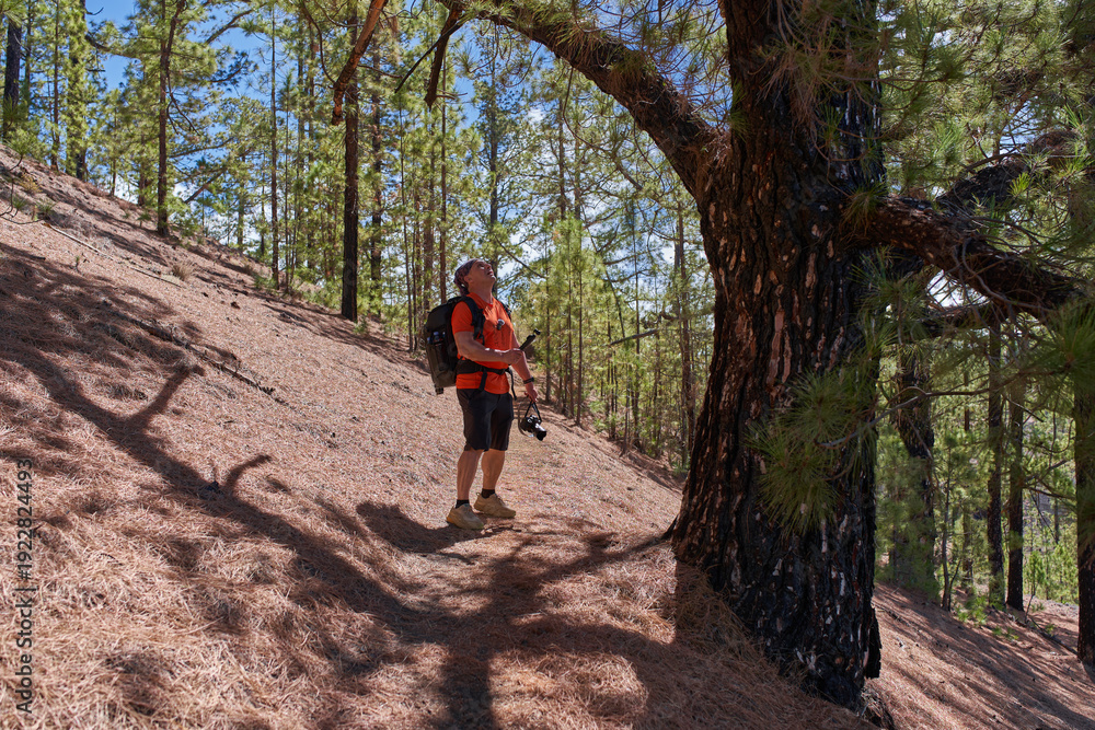 Fototapeta premium Man filming large Canary pine trunk in forest
