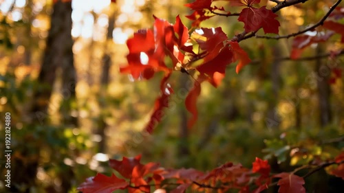 Vibrant Red Oak Leaves Under Soft Sunlight in a Cozy Woodland Setting