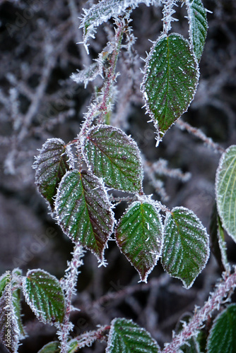 Blätter vom Brombeerstrauch mit Raureif bedeckt