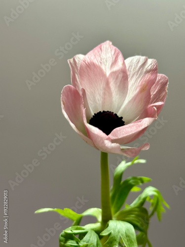 Bild auf Leinwand Fresh pink anemone flower close up
