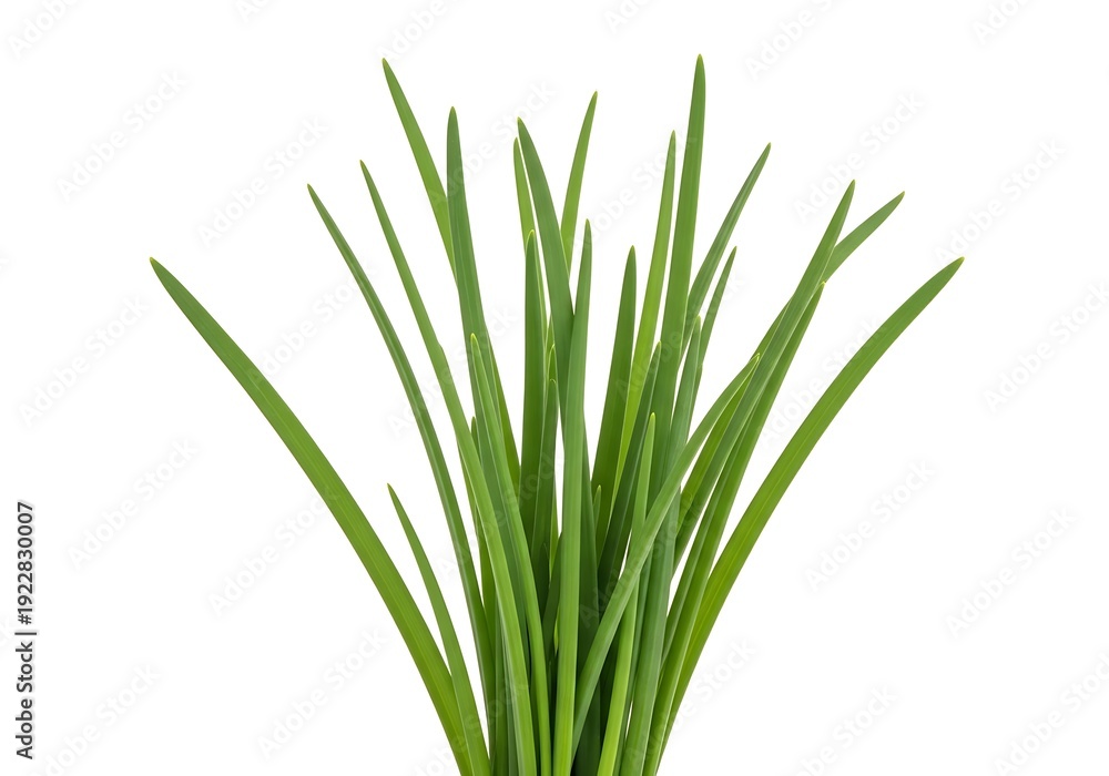 Fototapeta premium A green plant with long thin leaves