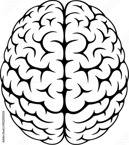 Human Brain Silhouette Vector Set Top View Anatomical Outline