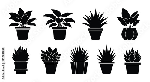 Collection of potted indoor plants in a minimalist black and white style