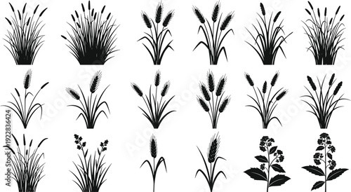 Black wild grass silhouette set with wheat ears reed stalks and meadow plant icons isolated on white background for nature design
