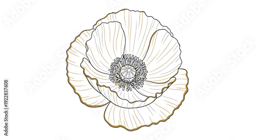 Elegant Hand Drawn Poppy Bloom with Golden Details Botanical Illustration