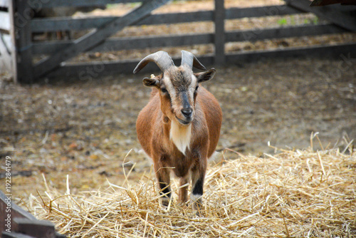 Canvastavla Goat standing on straw in a farm enclosure.