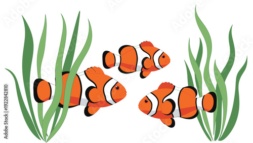 Group of three vibrant orange and white clownfish swimming peacefully between long green seaweed leaves on a white background.