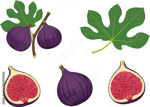 Fresh Purple Fig Fruit and Green Leaves Vector Icon Set with Whole and Sliced Figs for Healthy Food Packaging, Grocery Store Signage, Botanical Illustrations, and Organic Cooking Blogs