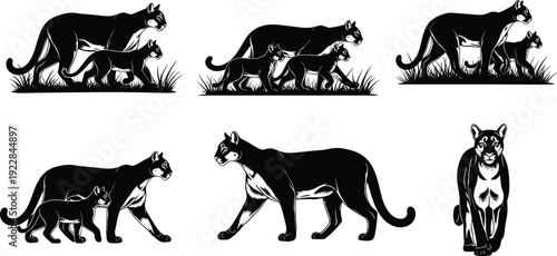 Vector Illustration Set of Cougar and Cub Silhouettes Walking in Grass for Wildlife Nature Conservation Mountain Lion Protection and Minimalist Animal Graphics
