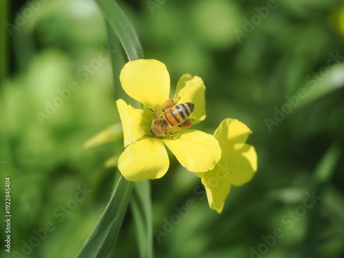 Western honey bee (Apis mellifera) collecting pollen from a Bermuda buttercup (Oxalis pes-caprae)