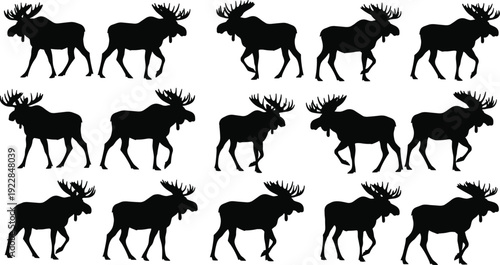 Vector Illustration Set of Moose Silhouettes Walking in Different Poses for Nature Wildlife Forest Hunting Conservation and Outdoor Animal Graphic Designs Collection