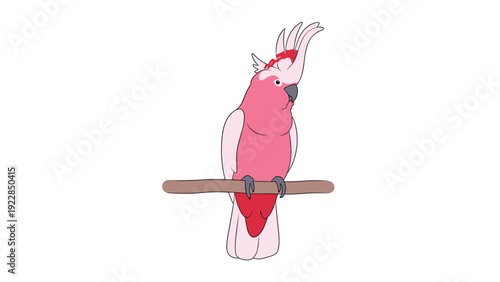 Pink cockatoo parrot with a distinct crest and white wings perches calmly on a brown wooden branch against a plain white background.