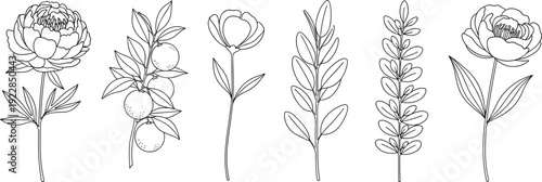 Hand drawn botanical sketches with peony flowers citrus orange branches and elegant leaf stems for spring garden vector illustration designs.