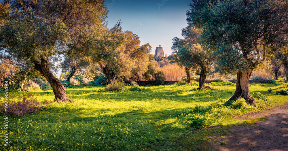 Fototapeta premium Captivating morning view of olive garden with old lighthouse on background. Fresh green scene of Milazzo cape, Sicily, Italy, Europe. Beauty of nature concept background.