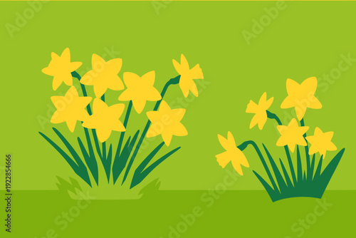Two bunches of yellow daffodils on green grass and background