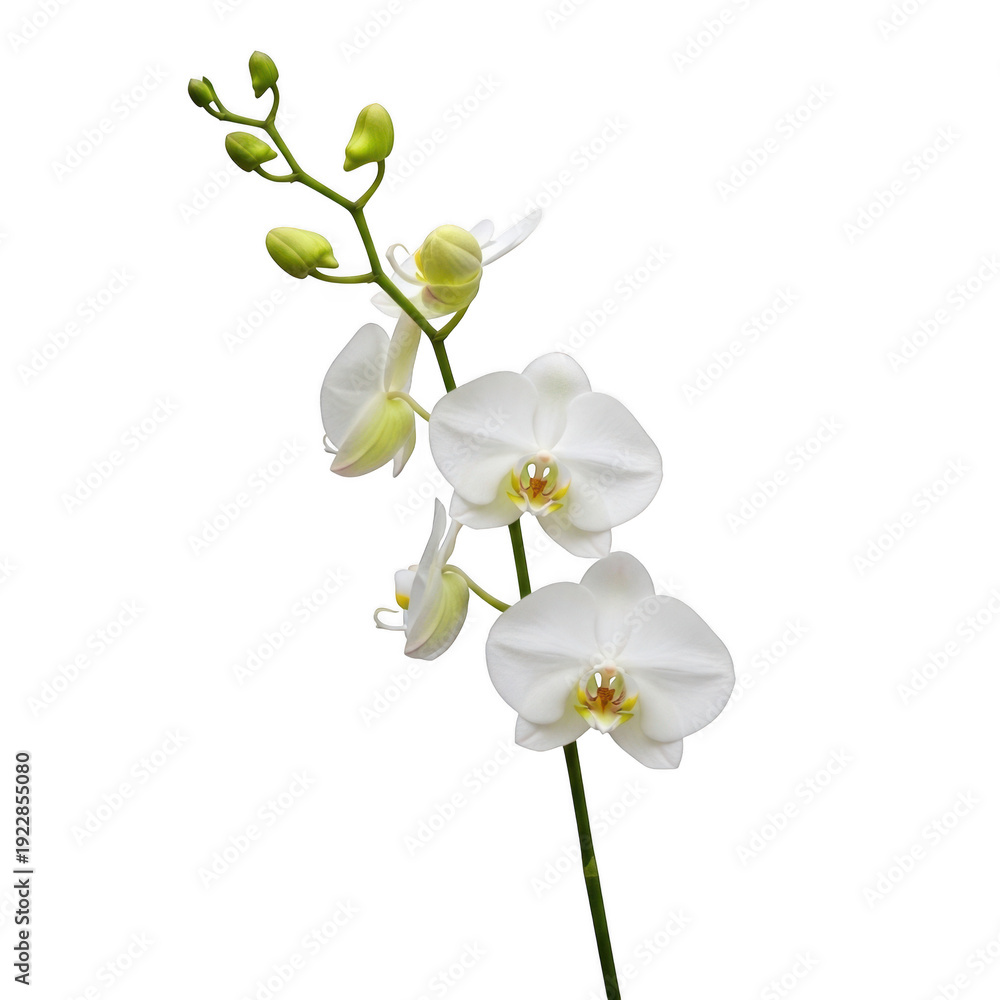 Naklejka premium A close-up view of a delicate white orchid flower with a long stem and small buds isolated on transparent background