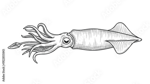 Detailed engraving style illustration of a giant squid with long tentacles and large eye isolated on a white background.
