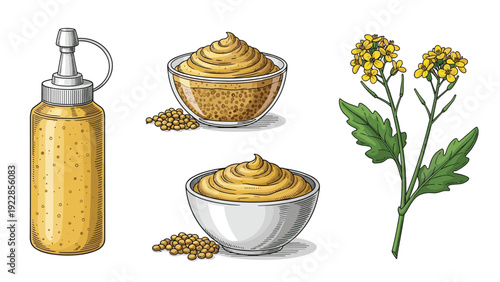 Collection of mustard seeds yellow plant and bowls of prepared condiment sauce in a classic hand drawn engraving style illustration.