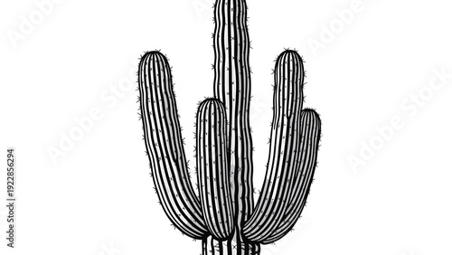 Traditional black and white ink drawing of a large saguaro cactus with multiple arms commonly found in the desert landscapes.