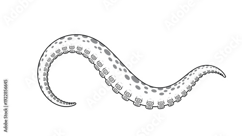 Curled grey octopus tentacle with detailed suction cups and dark spots illustrated in a clean line art style on a white background.