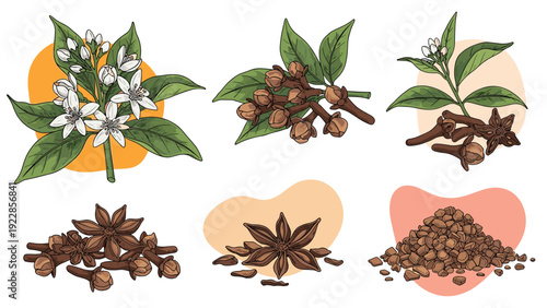 Assorted culinary spices including whole cloves star anise and leaves presented in a vintage hand drawn engraving style collection.