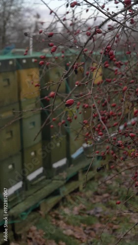 Wallpaper Mural Overcast winter scene showing styrofoam beehives protected with bird netting, with wild rose hips prominently visible in the foreground Torontodigital.ca