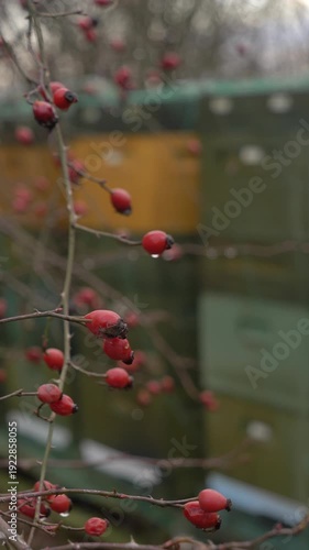 Wallpaper Mural Overcast winter scene showing styrofoam beehives protected with bird netting, with wild rose hips prominently visible in the foreground Torontodigital.ca