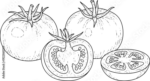 Hand Drawn Line of Whole and Sliced Tomatoes a White Background food fresh