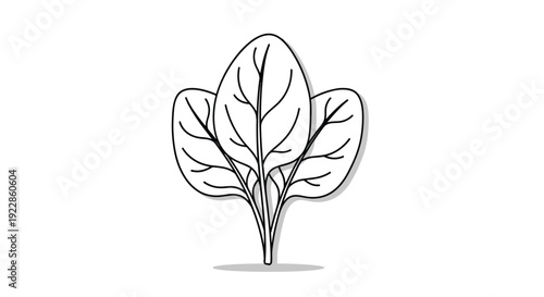 Simple black and white line drawing of a spinach plant with three prominent leaves and a subtle shadow on a white background.