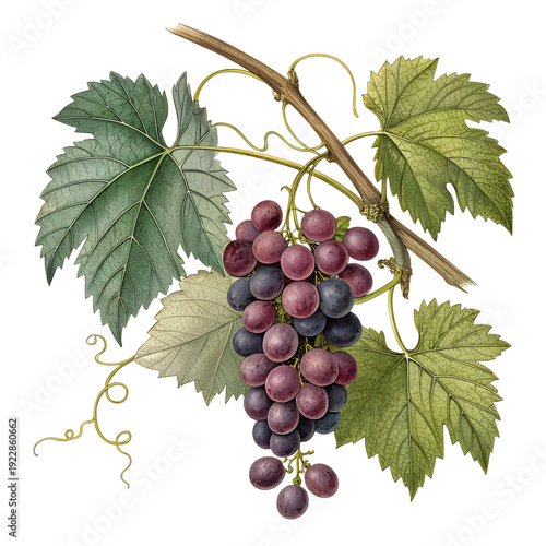 Purple Grape Cluster with Vine Leaves and Tendrils Vector Illustration Transparent Background