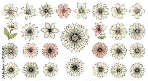 Beautiful collection of detailed flower illustrations in soft cream and pale pink colors with intricate hand drawn line work.