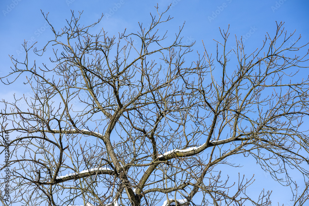 Obraz premium Bare tree branches with snow against blue sky in winter close up