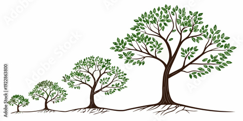 Illustration depicting the stages of growth and development of a tree from sapling to maturity
