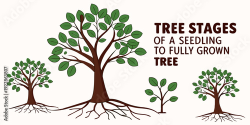 Illustration depicting the three stages of growth in a tree of life metaphor