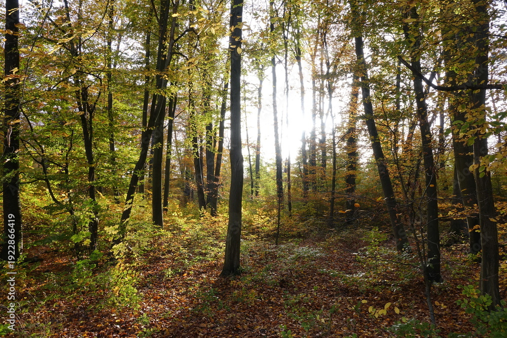 Fototapeta premium Herbstwald im Gegenlicht