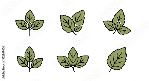 Tulsi leaf Line art minimal bold color illustration