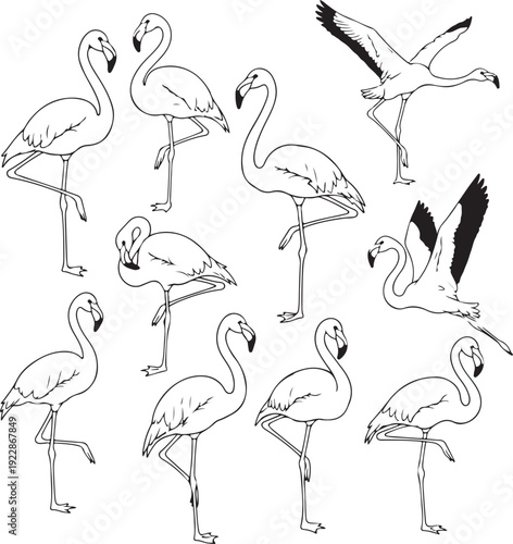 Set of handdrawn flamingo birds in various poses isolated on transparent background