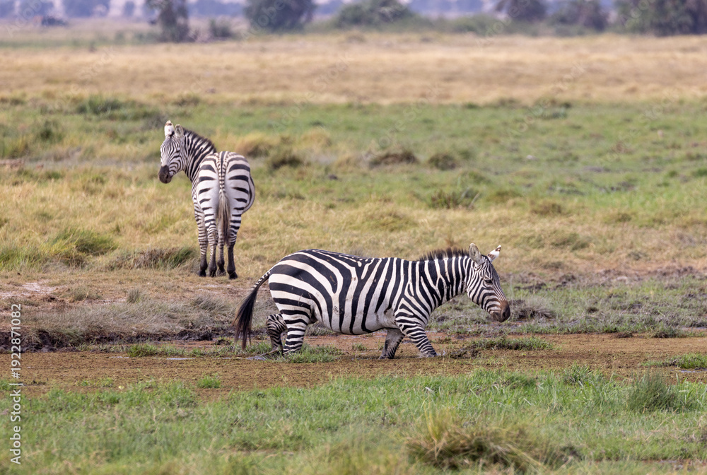 Obraz premium Zebras in the marshes of Amboseli National Park in Kenya Africa KEN