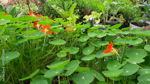 Photos round leaves of nasturtium in the garden