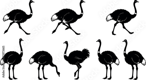 Vector set of black silhouettes featuring various ostrich birds in standing walking and running poses for wildlife nature and zoo education design concepts