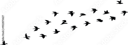 Flock of birds flying in formation as black silhouettes isolated on white background for nature migration freedom and wildlife concept