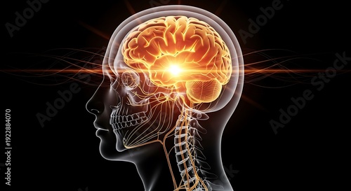 Exploring the intricacies of the human brain and nervous system