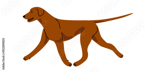 Rhodesian Ridgeback dog breed running fast. Active purebred canine in motion. Flat vector illustration for pet shop, dog breeding, veterinary clinic, animal lovers merchandise, t shirt print, poster