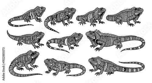 Detailed illustration of multiple iguanas in a decorative patterned style