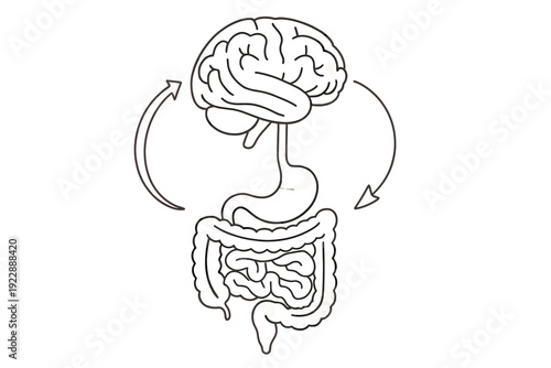 This minimalist line art illustration depicts the gut-brain axis, showing a human brain and digestive organs connected by circular arrows representing a feedback loop.